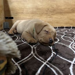 Boy 5 Green collar- Copper - Yellow Labrador Retriever puppy in Sandpoint, Idaho from Allen Sunnyside AKC Labs