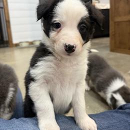 Alex - Black and white male Border Collie puppy in Washburn, Missouri from BS Farms