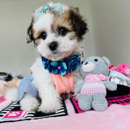 BETTY - Parti female Maltipoo puppy in Sugar Land, Texas from Celebrity Maltipoos