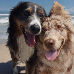 Australian Shepherd puppies from Caseypups