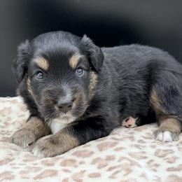 Boy 2 - Black tri male Miniature Australian Shepherd puppy in Arcadia, Indiana from Sunset Cowgirl Mini Aussies