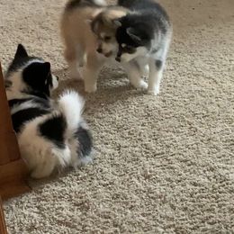 Pomsky Puppies from My Half Pint Pups