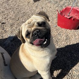 Frank - Pug