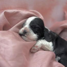 Poppy - Black and white female Cocker Spaniel puppy in Oklahoma City, Oklahoma from BRX Country Cockers LLC