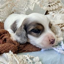 Buck - Piebald male Dachshund puppy in Hendersonville, North Carolina from Snarky Doxy Miniature Dachshunds
