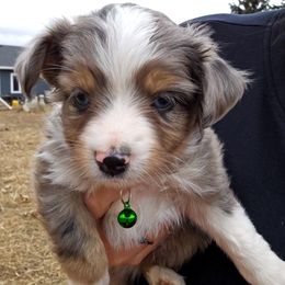 Toy Australian Shepherd Puppies from Badland's Toy Aussies