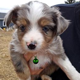 Toy Australian Shepherd Puppies from Badland's Toy Aussies