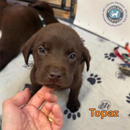 Topaz - Chocolate male Labrador Retriever puppy in Elloree, South Carolina from Moonlight Kennels LLC