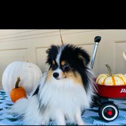 Hasbro - Black and tan parti male Pomeranian puppy in Cornelius, Oregon from Peppermint Pomeranians