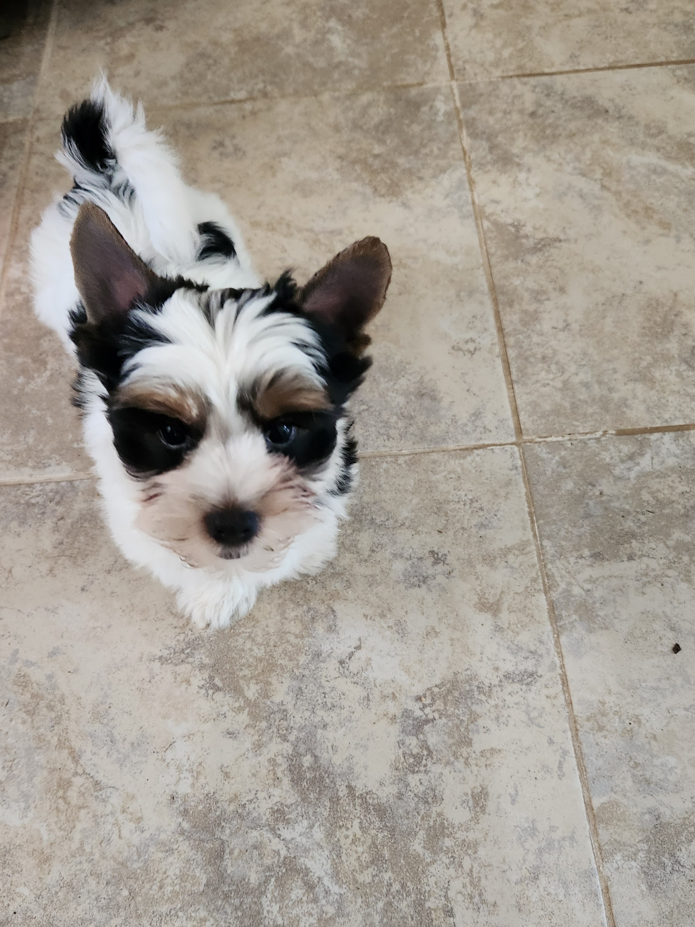 Biewer Terrier Puppies from Bibeau's Biewer Terriers