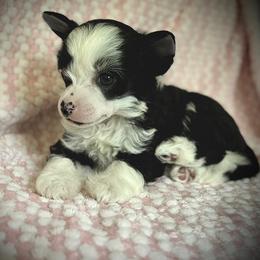 Bandit- Beautiful Puff Boy - Black and white male Chinese Crested puppy in Tomball, Texas from Gracieux Chinese Cresteds
