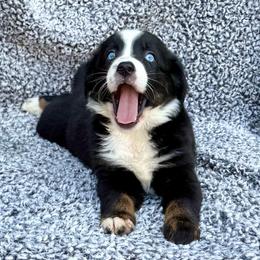 Bingo - Black tri female Miniature Australian Shepherd puppy in Michie, Tennessee from Acton Aussies