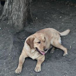 Scarlett or Scar - Labrador Retriever