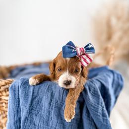 It's The Little Things- Warm Cookies - Red  female Goldendoodle puppy in Russell Springs, Kentucky from Milk & Honey Doodles