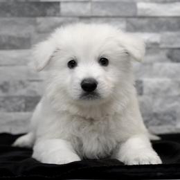 Berger Blanc Suisse Puppies from Moonlight Berger Blanc Suisses