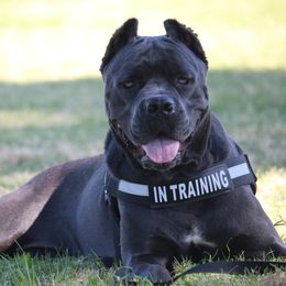 Cane Corso from Triple H Cane Corso