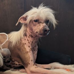Fleetwood's Mr. Mac - Chinese Crested