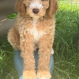 Toby - Apricot male Poodle puppy in Caldwell, Idaho from Treasure Valley Poodles