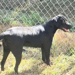 Ziva - Catahoula Leopard Dog