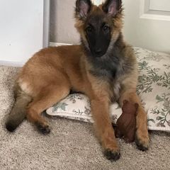 Belgian Tervuren Puppies from Aerglo Kennels