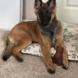 Belgian Tervuren Puppies from Aerglo Kennels