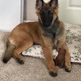 Belgian Tervuren Puppies from Aerglo Kennels