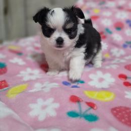 Winston - Black and white male Chihuahua puppy in Brooksville, Florida from Daystars Chihuahuas