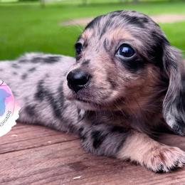 Boy 2 - Dapple male Dachshund puppy in Houston, Texas from L&L 4D Dancer’s Dachshunds