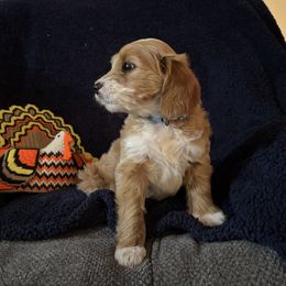 Hazel - Red  female Goldendoodle puppy in Morriston, Florida from Florida's Joyful Goldendoodles