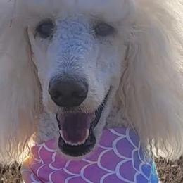 Maltese, Maltipoos, and Yorkipoos from Boujeepups