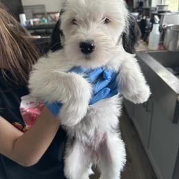 Snoopy - Black female Sheepadoodle puppy in Colorado Springs, Colorado from Kings Doodles