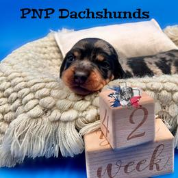 Angelica - Dapple female Dachshund puppy in Ben Wheeler, Texas from P&P Dachshunds