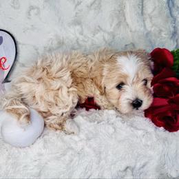 Lary - Cream male Maltipoo puppy in West Jordan, Utah from Mid Sized Maltipoos and More LLC