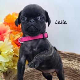 Laila- Pink Collar - Brindle female Pug puppy in Olin, North Carolina from Piggy Pugs