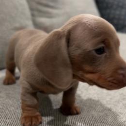 Lola - Fawn (Isabella) female Dachshund puppy in Clovis, California from Lil Sausage Co