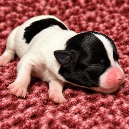 Livi - Black and white female Chihuahua puppy in Mattoon, Illinois from Lexi’s Babies