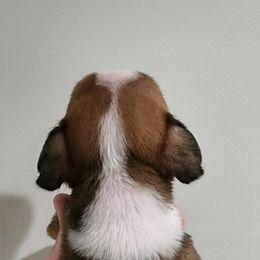 Boxer Puppies from Coast to Coast Boxers