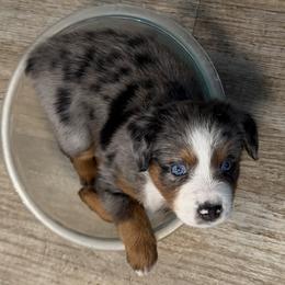 Violet - Miniature Australian Shepherd