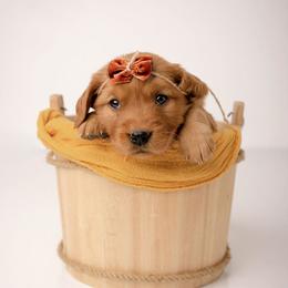 Bubbles - Dark golden female Golden Retriever puppy in Buhl, Idaho from Atkinson's Goldens