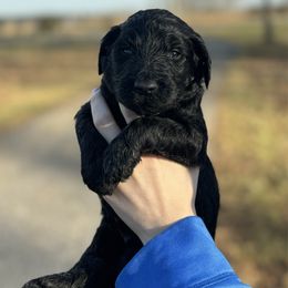 Dasher - Black male Goldendoodle puppy in Fairmount, Georgia from Muscadine Meadows Farm