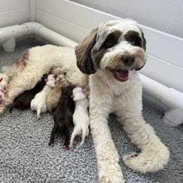 TBD - Apricot male Australian Labradoodle puppy in Cashmere, Washington from Mountain Home Doodles