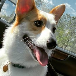 American Corgis and Pembroke Welsh Corgis from Salazar’s Corgis