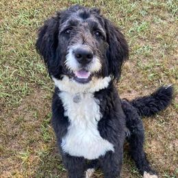 Liberty - Bernedoodle