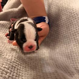 Pink - Seal and white female Boston Terrier puppy in Hialeah, Florida from K&N Boston Paws