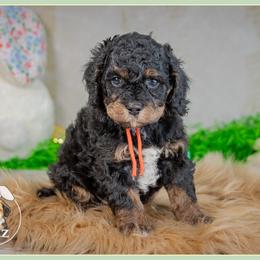 Korey - Black white and tan male Cockapoo puppy in Connersville, Indiana from Deaz Doodle Ranch
