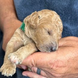 Male Green Collar(Hulk) - Red  male Goldendoodle puppy in Cape Coral, Florida from GoldenDoodles Cape Coral