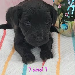 7 and 7 - Black and white female Aussiedoodle puppy in Boonville, North Carolina from Branch Creek kennels