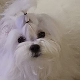 VANILLA - Maltese