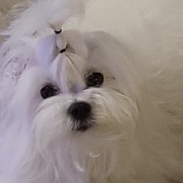 VANILLA - Maltese