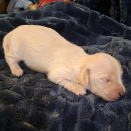 Far left Elusive Ellie for Debi Reynolds - Cream female Dachshund puppy in Visalia, California from DachGraston Dachshunds